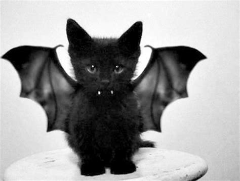 They have upgraded their cat6 bat and it's not just a new paint job. 82 best Cute Cat Photos images on Pinterest