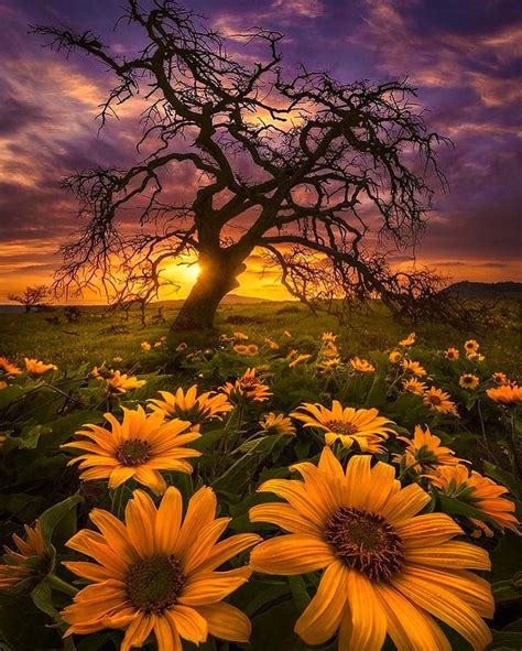Sunflowers In Sunset In 2019 Landscape Photos Nature Photography