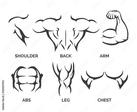 Bodybuilder Muscles Vector Illustration Healthy And Muscular Fitness