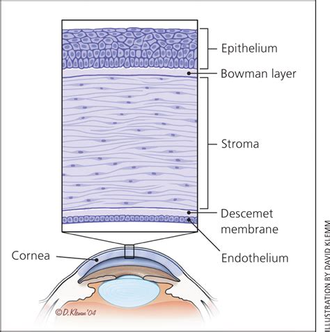 Evaluation And Management Of Corneal Abrasions Aafp