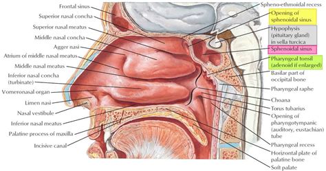 Sphenoid Sinus Anatomy Function Sphenoid Sinus Infection Surgery