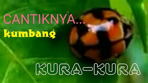 Maybe you would like to learn more about one of these? 16+ Gambar Kartun Binatang Kumbang - Gambar Kartun Ku