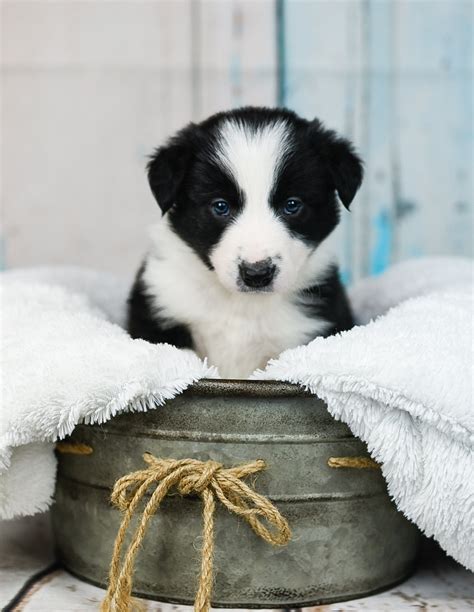 Black And White Male Border Collie And Maremma Sheepdog Puppies For