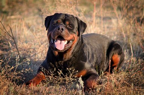 20 Most Aggressive Dog Breeds On The Planet Based On Studies