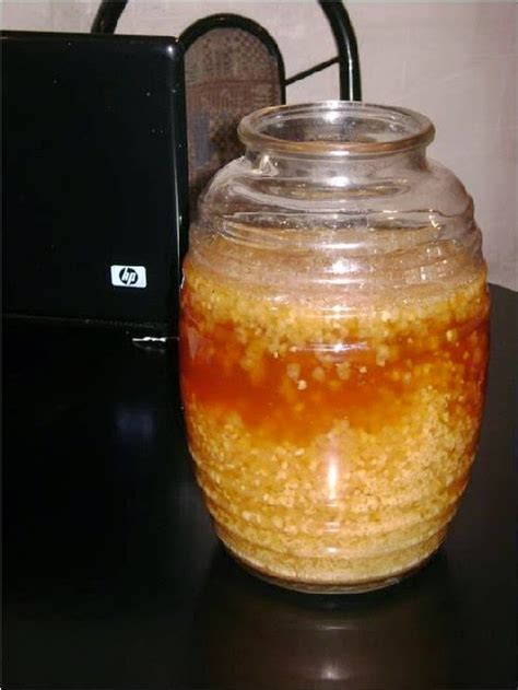 Fermented water kefir with grains on the bottom and a floating piece of grapefruit peel. 5 cosas que no sabias de los Tibicos - 5 Cosas