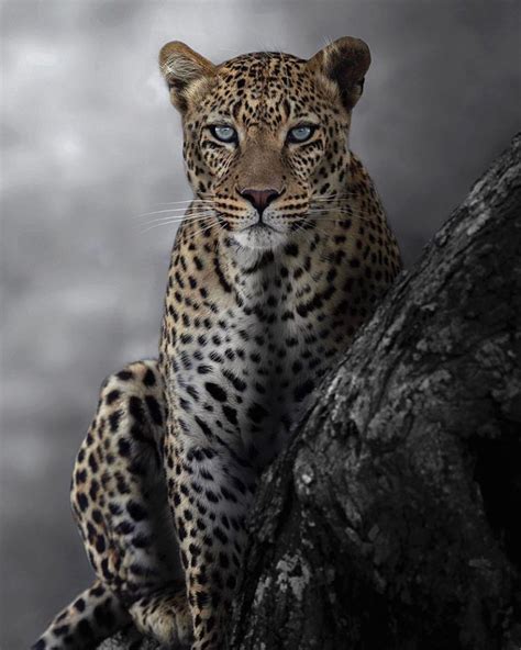 National Geographic Fine Art On Instagram Portrait Of A Leopard