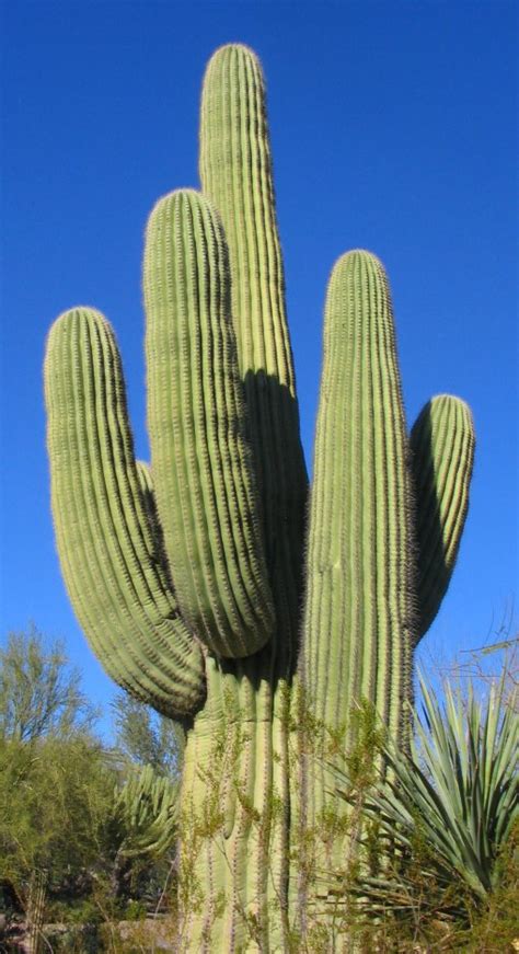 The western hemisphere holds cacti species native to the americas while the eastern one has the rest of succulent plants such as aloe and jade plants. Desert Botanical Garden - Phoenix, Arizona (Photos in ...