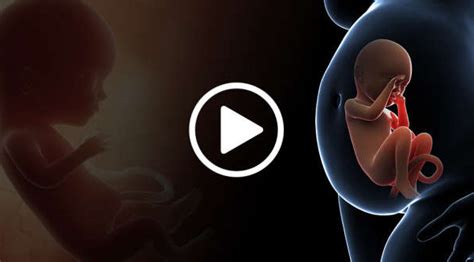 This Animation Shows You How A Womans Organs Move During Pregnancy