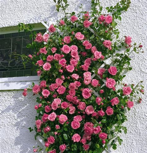Rosa Kletterrose Lawinia Kletterrose Gartenpflanzen Daepp