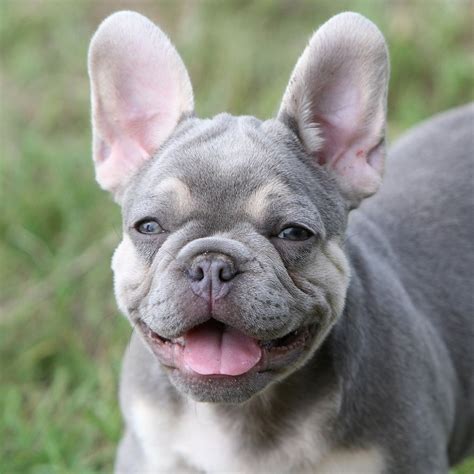 Die französische bulldogge ist ein überraschend sportlicher vertreter, der jedoch auch sehr wachsam ist und daneben über eine enorme intelligenz verfügt. Chien-Royal Französische Bulldoggen - Beiträge | Facebook