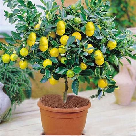 Buy M Tech Gardens Rare Exotic Tropical Fruit Meyer Lemon Dwarf Citrus