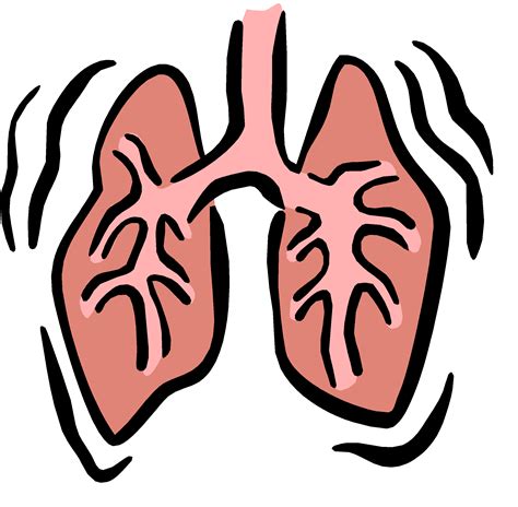 Lung Drawing Png