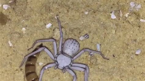 Adult Female Sicarius Terrosus Six Eyed Sand Spider Feeding Youtube