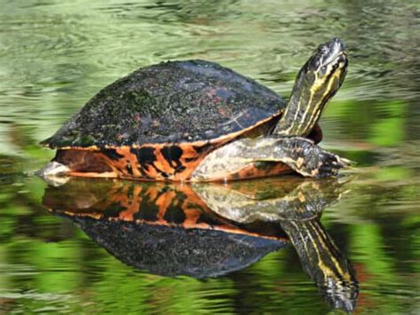 5 Incredible Freshwater Turtles In Florida