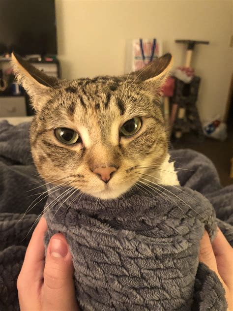 Burrito Cat Is Unhappy Rangrycatpics