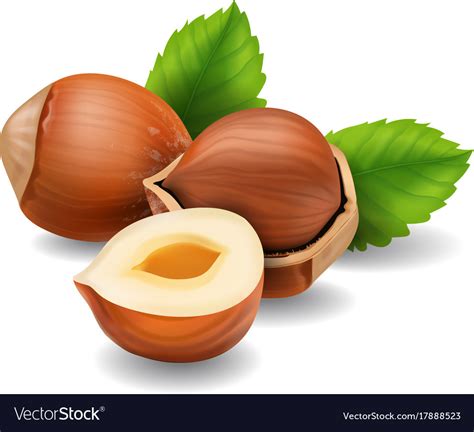 Hazelnuts With Leaves Realistic Royalty Free Vector Image