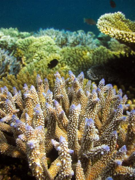 Acropora Nasuta Finger Coral Stony Coral Blue Colour Close Up Stock