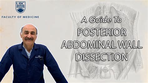 Anatomy Of The Posterior Abdominal Wall Youtube