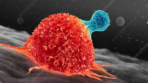 T Cell Attacking Cancer Cell Illustration Stock Image F0365034