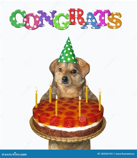 Dog In Birthday Hat Holds Cake Stock Photo Image Of Eating Isolated