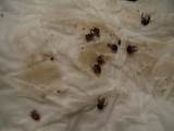 Pantry Pest Identification Photos