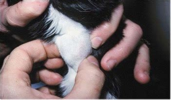 We did not find results for: Animal Endocrine Clinic: Do All Hyperthyroid Cats Have a ...