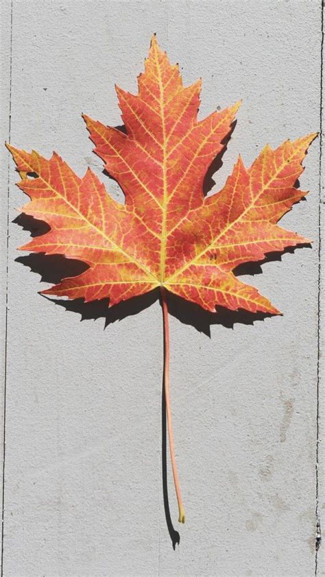 Free Autumn Iphone Wallpaper Collection Download It At