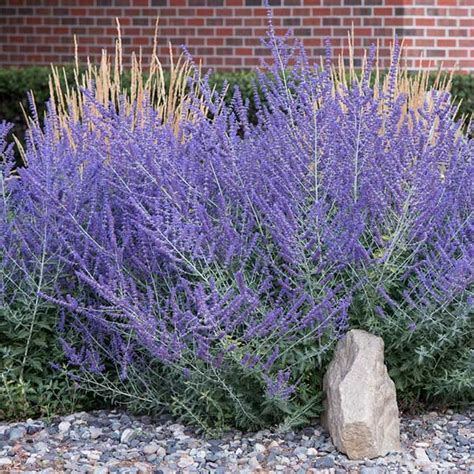 Russian Sage Companion Plants Ubicaciondepersonascdmxgobmx