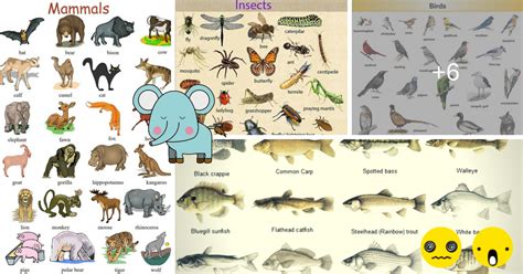 Learn English Vocabulary through Pictures: 100+ Animal Names - ESLBuzz