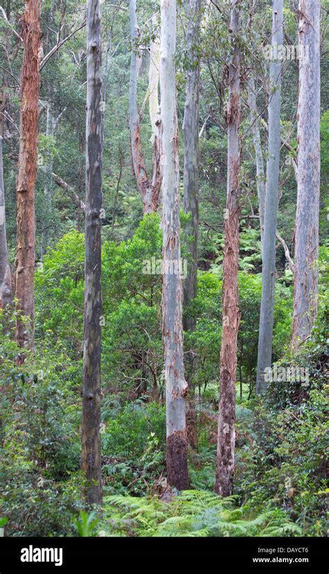 Tall Wet Eucalypt Forest In Dharug National Park Nsw Australia Stock