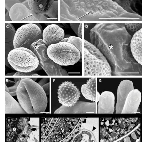 Pdf Pollen Stigma Adhesion In Arabidopsis A Species Specific