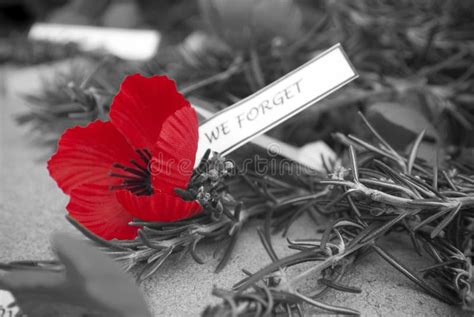 Red Poppy Anzac Day Remembrance Day Stock Image Image Of Forget