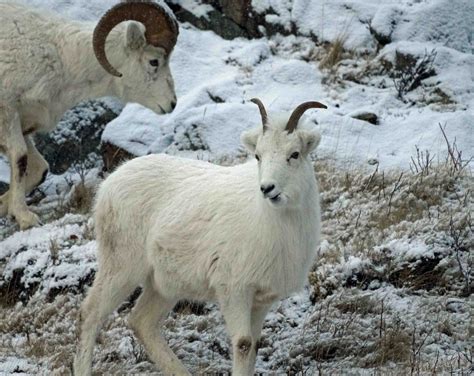 Alaskan Dall Sheep Northwest Wildlife Online
