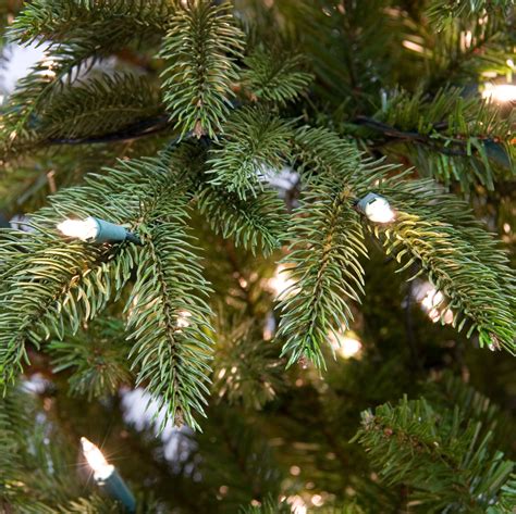 Fraser Fir Prelit Tree Christmas Lights Etc