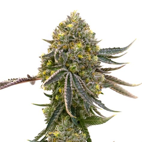 Dolato Feminized Marijuana Seeds | Homegrown Cannabis Co.