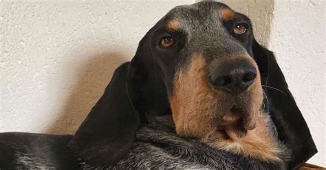 Il maltese non è originario di malta, come potrebbe far pensare il suo nome, ma dei paesi centrali il maltese ha un carattere vivace, docile ed allegro. Basset Bleu de Gascogne, cosa mangia? Alimentazione ideale ...