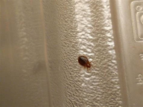 I Just Found A Bed Bug On My Bed Bed Western