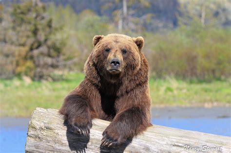 Alaskan Brown Bear Alaskan Brown Bear Brown Bear Bear