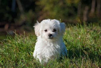 La bbc le hizo a cinco expertos en distintas materias la misma pregunta: ¿Los perros pequeños son la mejor mascota para los niños ...