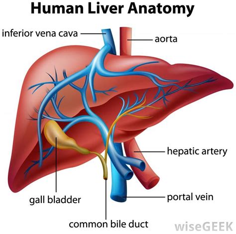 Diagram of the liver liver directed therapies for primarymetastatic hepatic malignancies clancy clark md. What is the Hepatic Portal Vein? (with pictures) | Liver anatomy, Human liver anatomy, Human liver