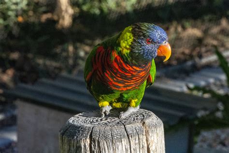 Rainbow Parrot Free Stock Photo Public Domain Pictures