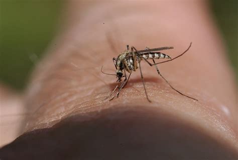 Mosquito Research And Funding