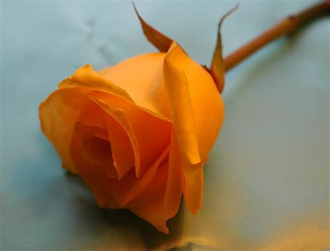 11 warna air kencing yang menggambarkan kondisi tubuh buang air kecil adalah salah satu hal yang biasa dilakukan oleh. KENALI KONDISI TUBUH DARI WARNA AIR KENCING ~ Dunia Punya ...