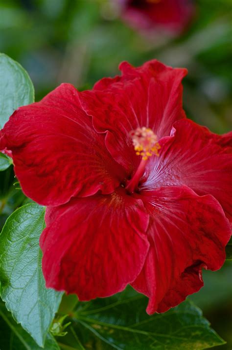 Hibisco De Mi Jardin Dried Hibiscus Flowers Hibiscus Flowers