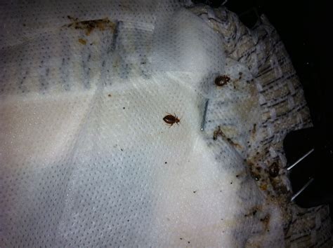 Mattress Bed Bugs Pics