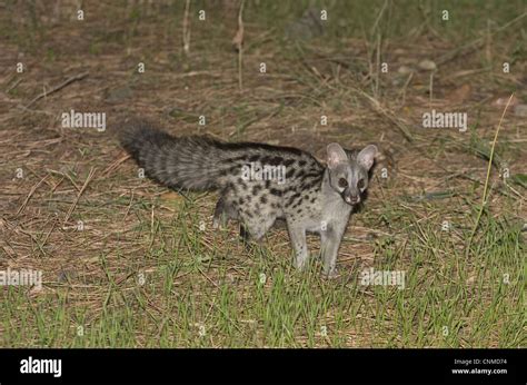 Small Spotted Genet Genetta Genetta Adult Hunting On Ground At Night