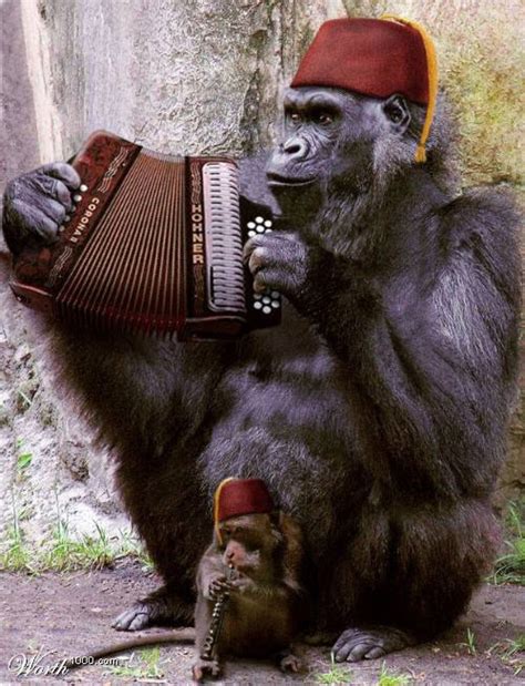 29 Best Images About Animals Playing Instruments On Pinterest