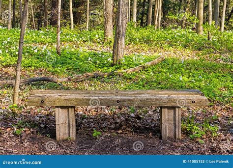 Simple Wooden Bench In The Forest Stock Image Image Of Plant White