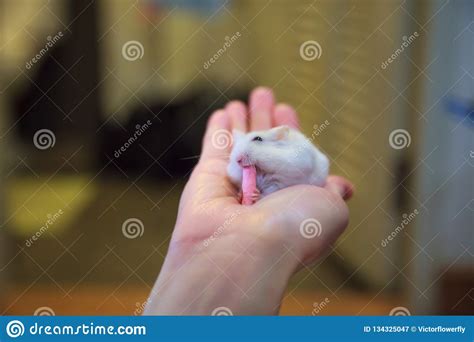 Cute Exotic Female Winter White Dwarf Hamster Winter White Dwarf