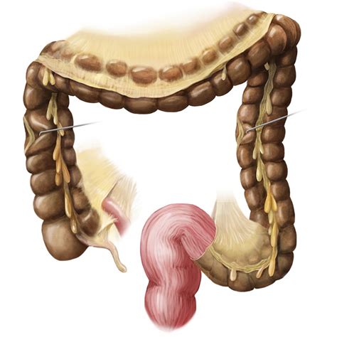 Upper Muscle Parts